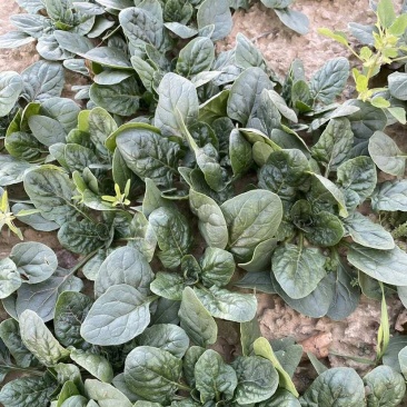 汇蔬黑钻菠菜种子黑圆叶厚实高产耐抽苔半直立红根菠菜籽春秋