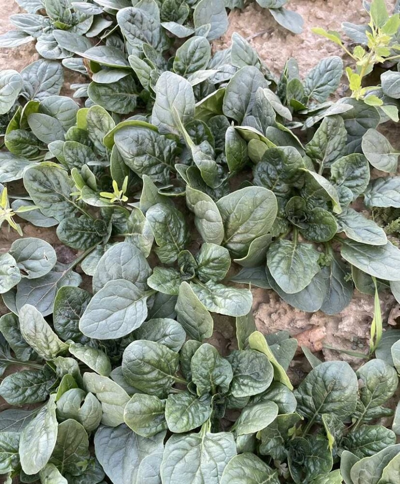 汇蔬黑钻菠菜种子黑圆叶厚实高产耐抽苔半直立红根菠菜籽春秋
