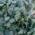 汇蔬黑钻菠菜种子黑圆叶厚实高产耐抽苔半直立红根菠菜籽春秋
