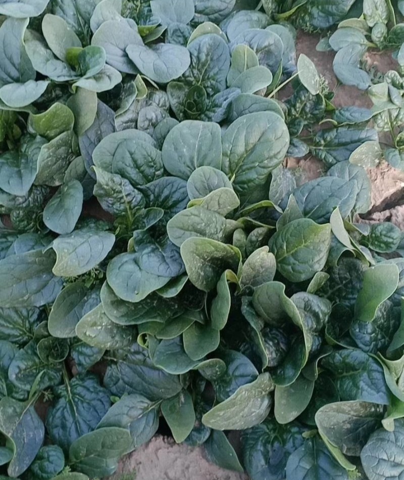 汇蔬黑钻菠菜种子黑圆叶厚实高产耐抽苔半直立红根菠菜籽春秋