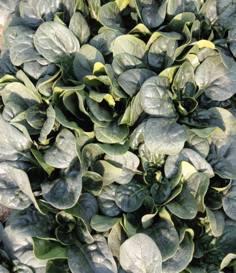 汇蔬黑钻菠菜种子黑圆叶厚实高产耐抽苔半直立红根菠菜籽春秋