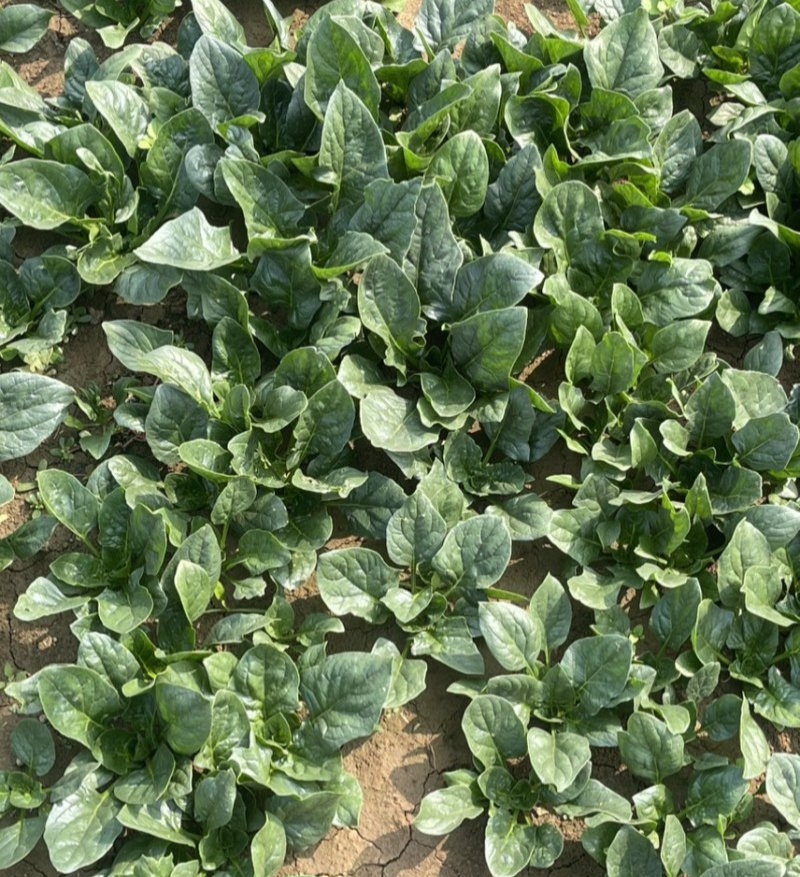 汇蔬黑钻菠菜种子黑圆叶厚实高产耐抽苔半直立红根菠菜籽春秋