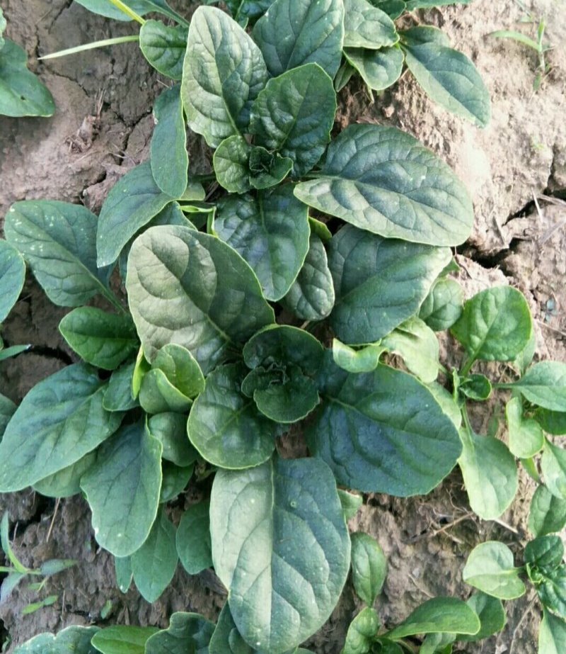 汇蔬黑钻菠菜种子黑圆叶厚实高产耐抽苔半直立红根菠菜籽春秋