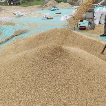 精品小麦需出售