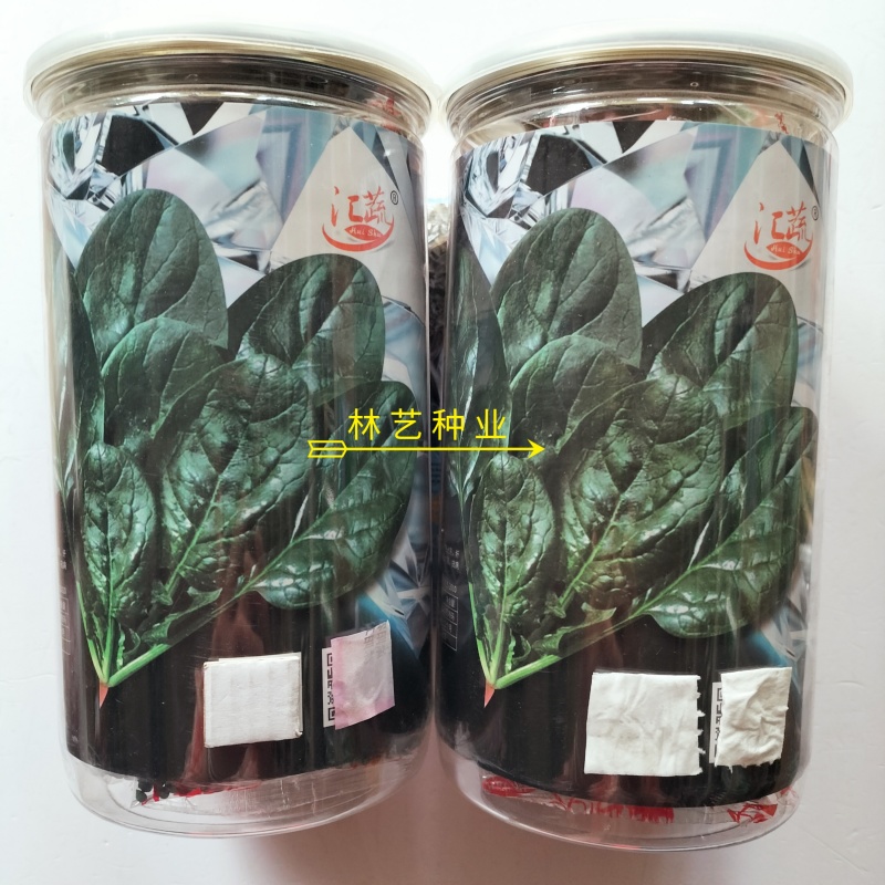 汇蔬黑钻菠菜种子黑圆叶厚实高产耐抽苔半直立红根菠菜籽春秋