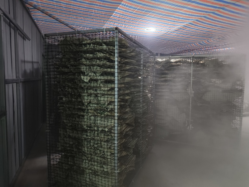 2025年新荷叶干荷叶实力产地