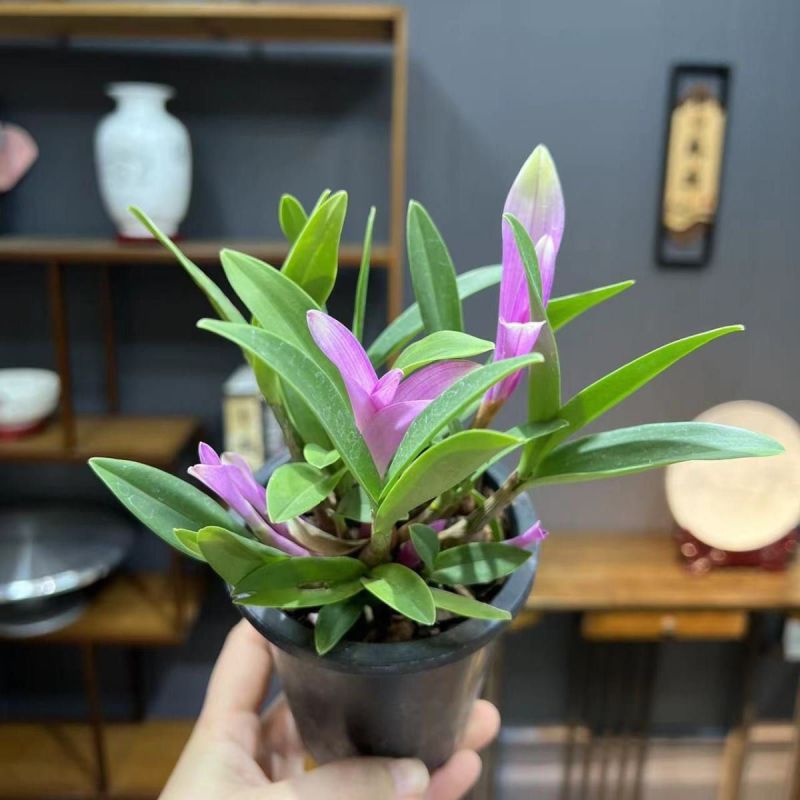 新品七彩香水石斛兰净化空气可水培开花浓香室内桌面绿植盆栽花卉
