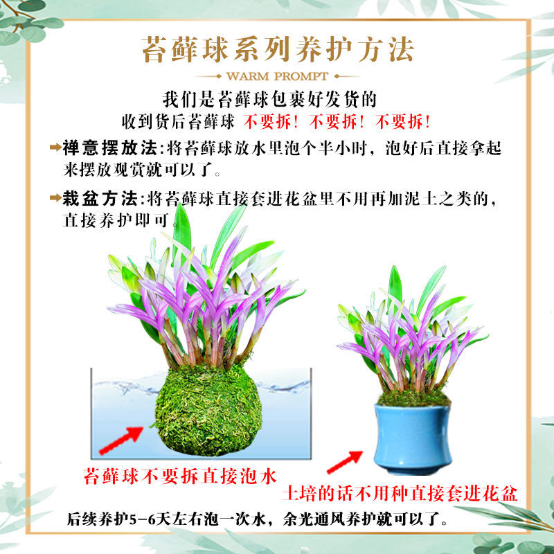 新品七彩香水石斛兰净化空气可水培开花浓香室内桌面绿植盆栽花卉