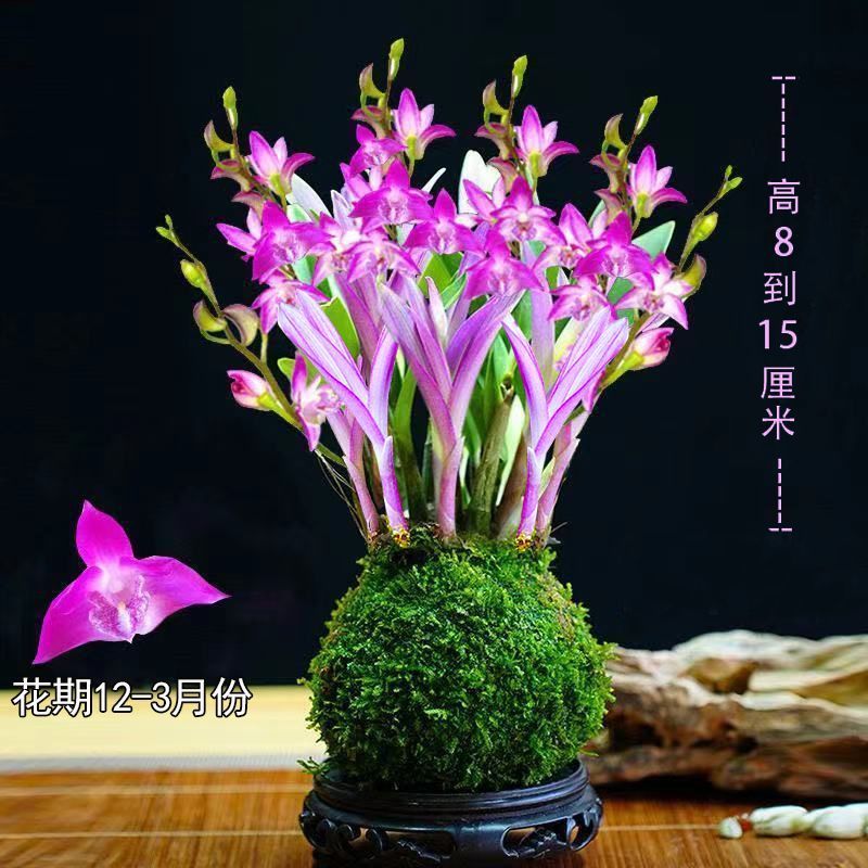 新品七彩香水石斛兰净化空气可水培开花浓香室内桌面绿植盆栽花卉