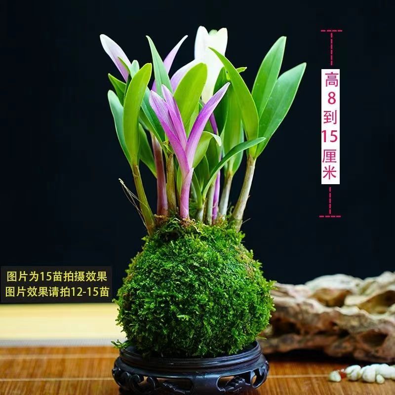 新品七彩香水石斛兰净化空气可水培开花浓香室内桌面绿植盆栽花卉