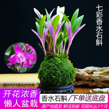 新品七彩香水石斛兰净化空气可水培开花浓香室内桌面绿植盆栽花卉
