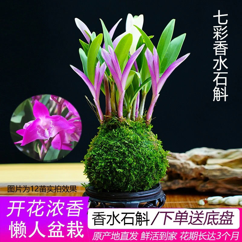 新品七彩香水石斛兰净化空气可水培开花浓香室内桌面绿植盆栽花卉