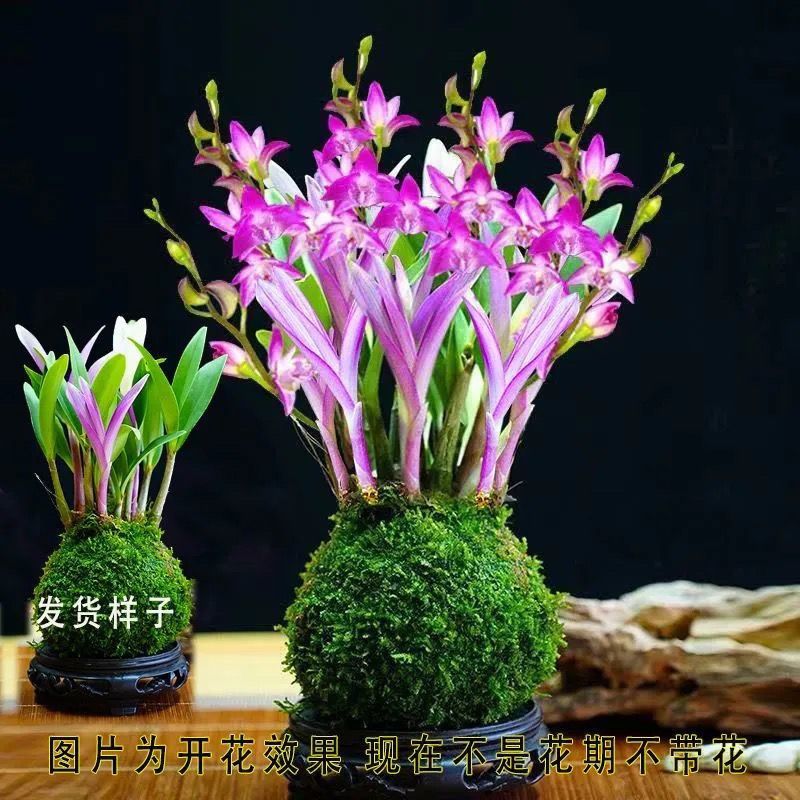 新品七彩香水石斛兰净化空气可水培开花浓香室内桌面绿植盆栽花卉