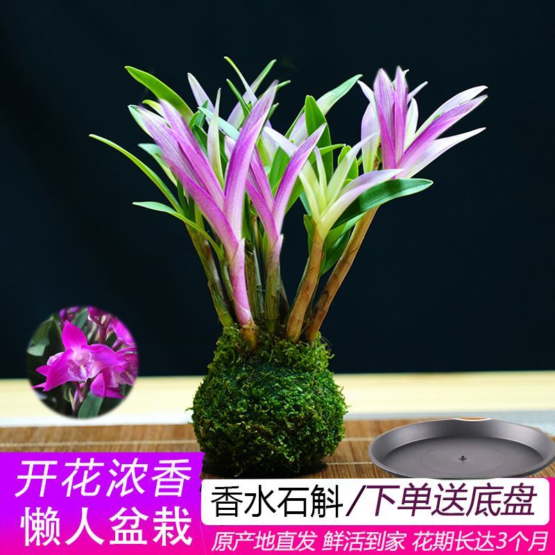 新品七彩香水石斛兰净化空气可水培开花浓香室内桌面绿植盆栽花卉