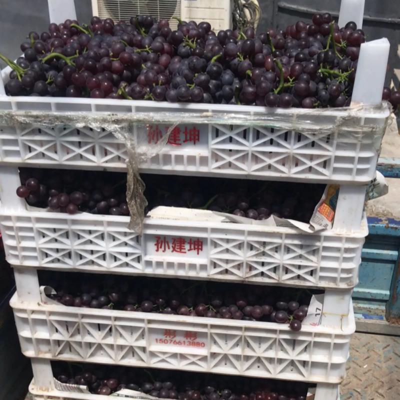职业代办茶淀玫瑰香葡萄当地有实体店万亩园林出货稳定！