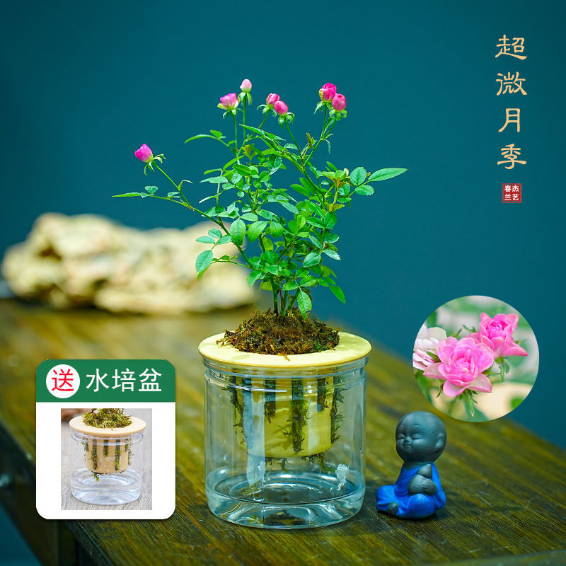 带花苞水培超微月季开花迷你桌面摆盆栽净化空气四季室内外阳台花