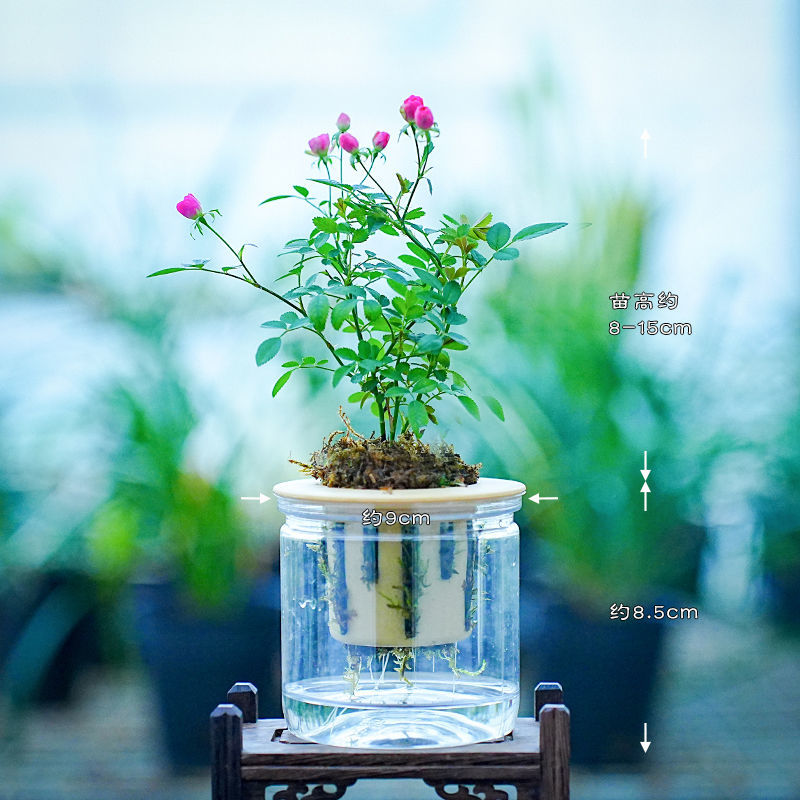 带花苞水培超微月季开花迷你桌面摆盆栽净化空气四季室内外阳台花
