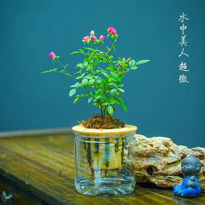 带花苞水培超微月季开花迷你桌面摆盆栽净化空气四季室内外阳台花