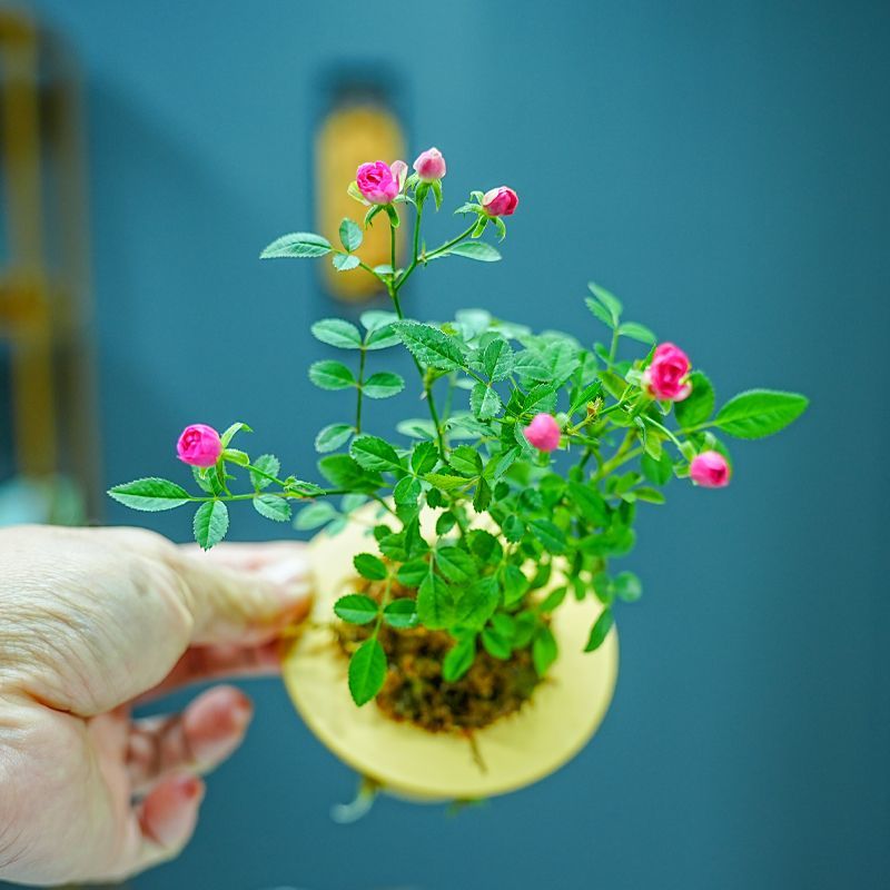 带花苞水培超微月季开花迷你桌面摆盆栽净化空气四季室内外阳台花