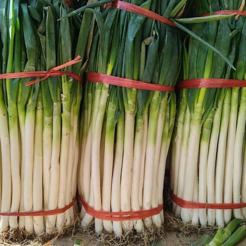 寒青金柱五叶大葱种子抗寒叶片深绿整齐白实品质佳大葱种籽