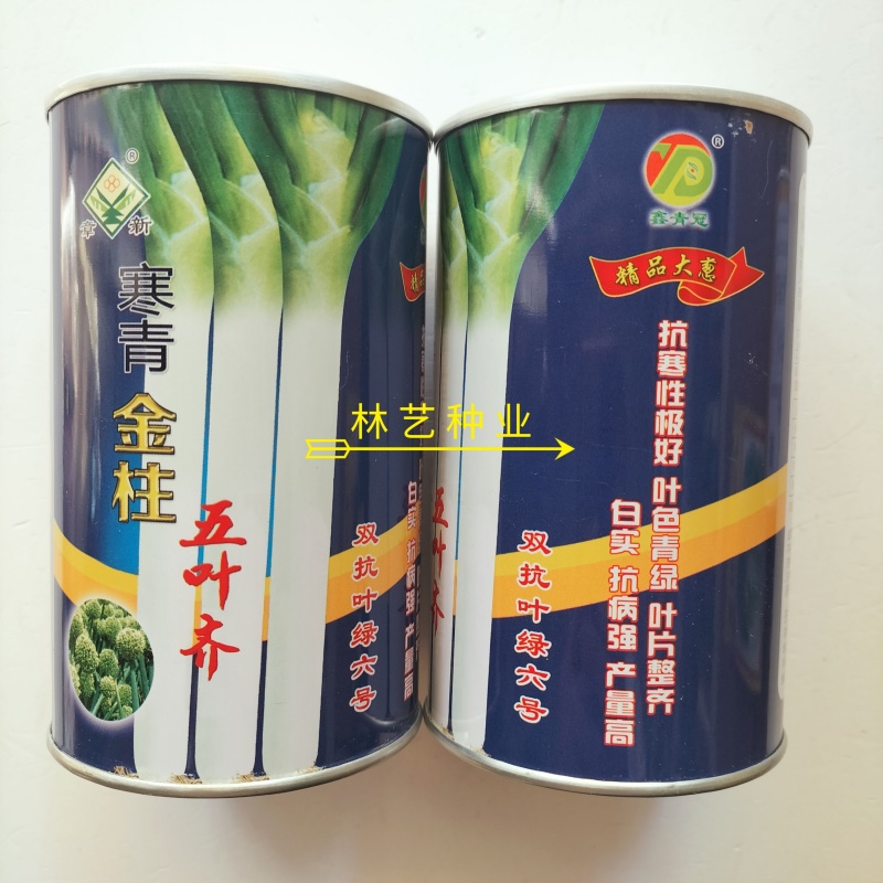 寒青金柱五叶大葱种子抗寒叶片深绿整齐白实品质佳大葱种籽