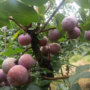 福建特产水果，芙蓉李