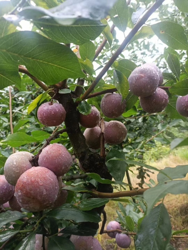 福建特产水果，芙蓉李