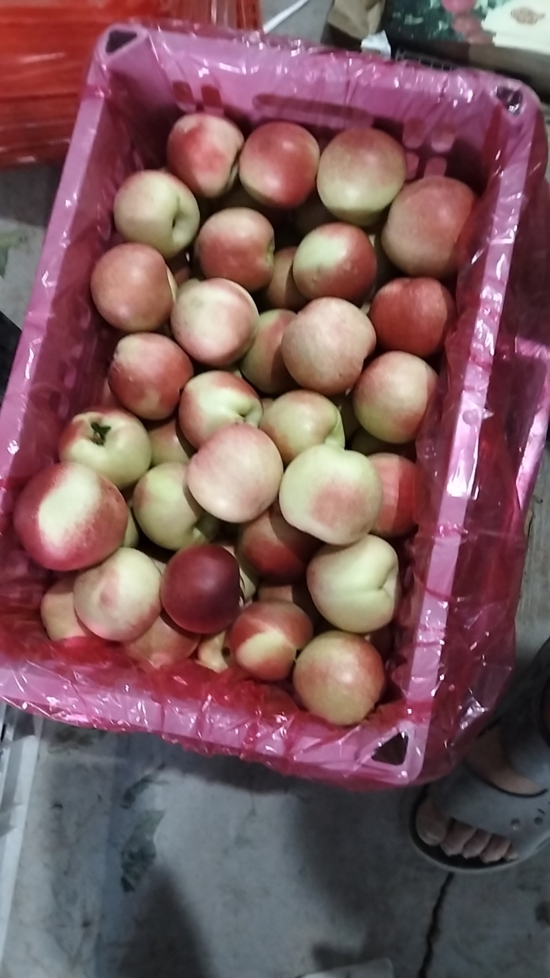 枣蜜桃3号