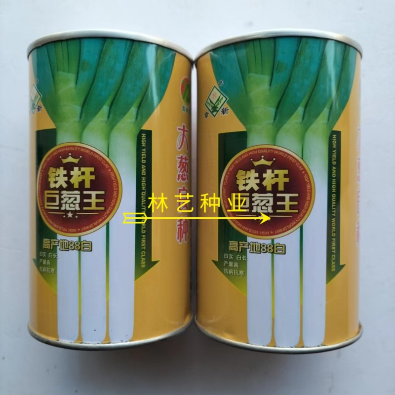 铁杆巨葱王大葱种子抗倒质地紧密叶片面冲上叶肉厚大葱