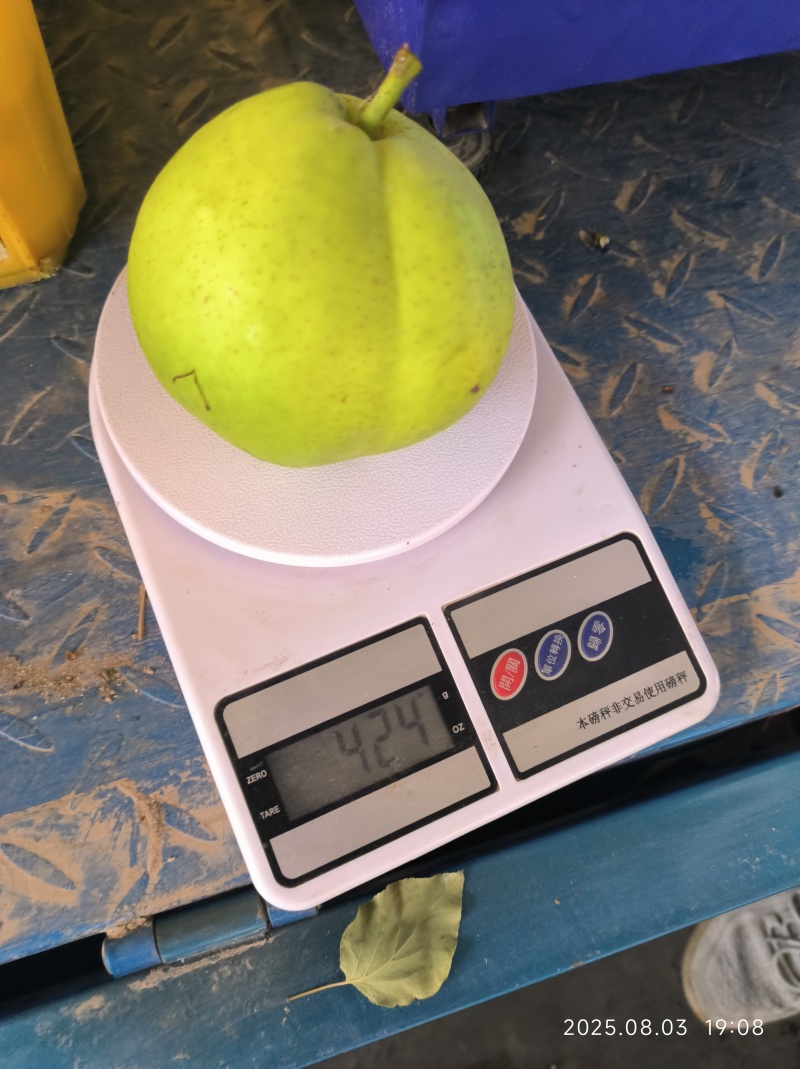 甘肃敦煌早酥梨皮薄汁多清脆爽口大量供应全国走货