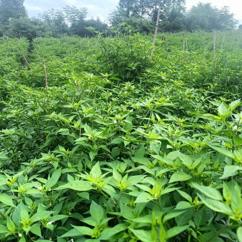 泰系4号