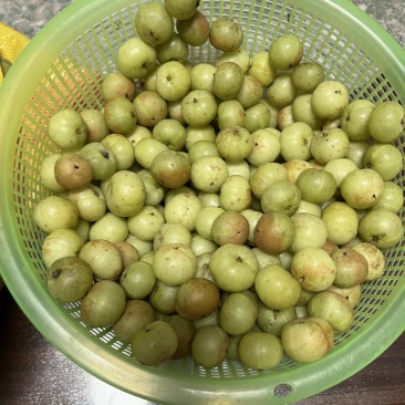 本地油柑果无残留农药大量供应