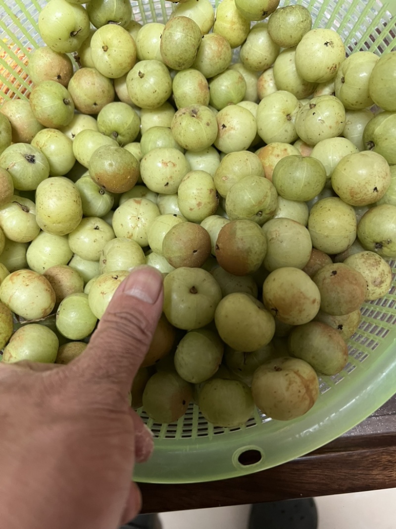 本地油柑果无残留农药大量供应
