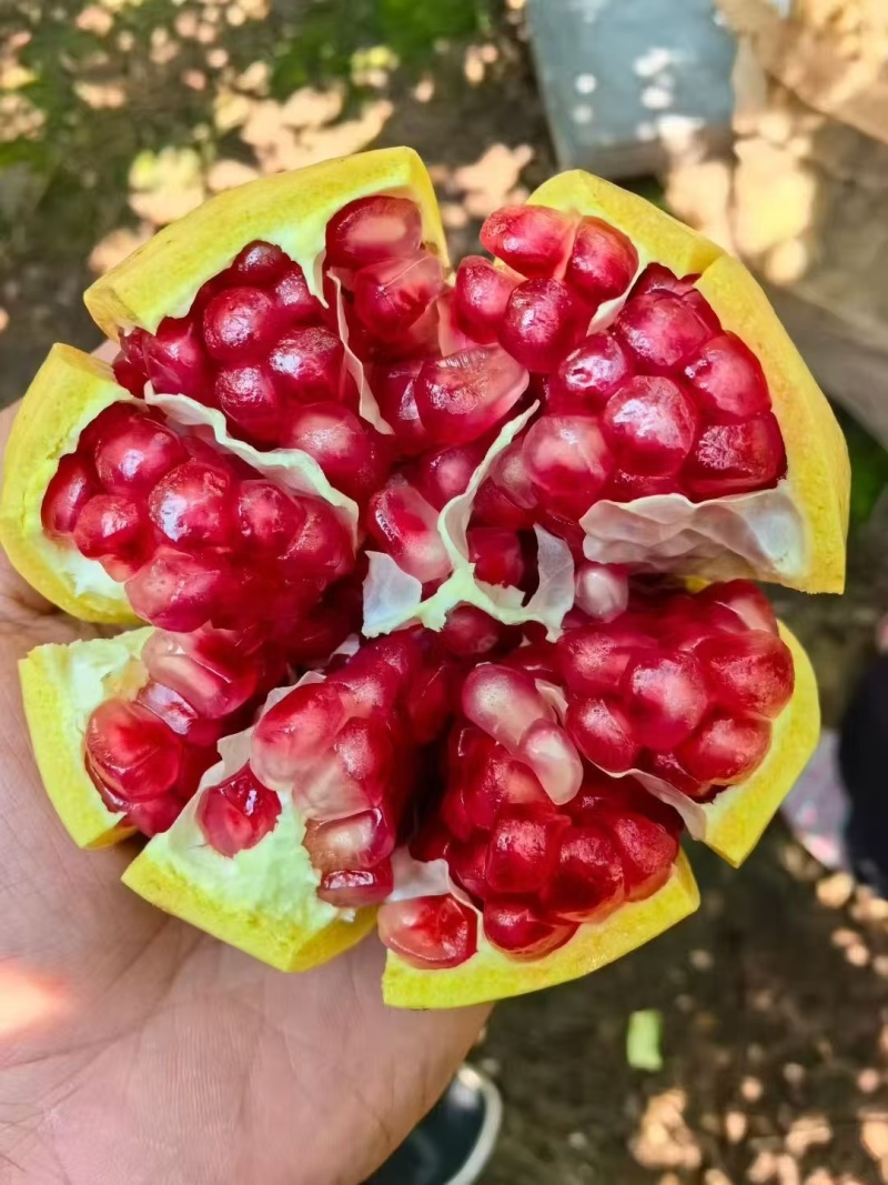 突尼斯软子石榴