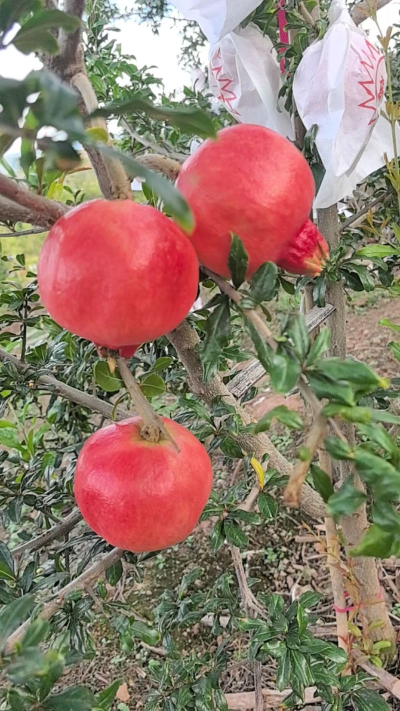 突尼斯软子石榴