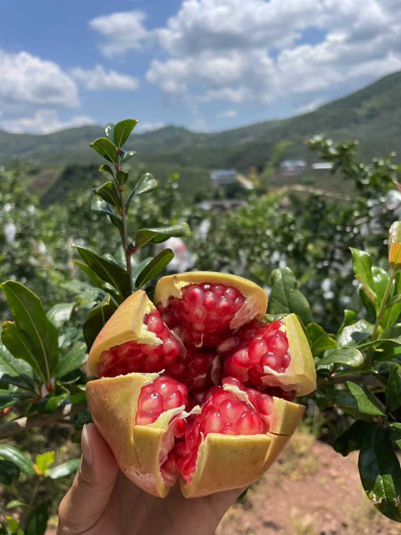 突尼斯软子石榴