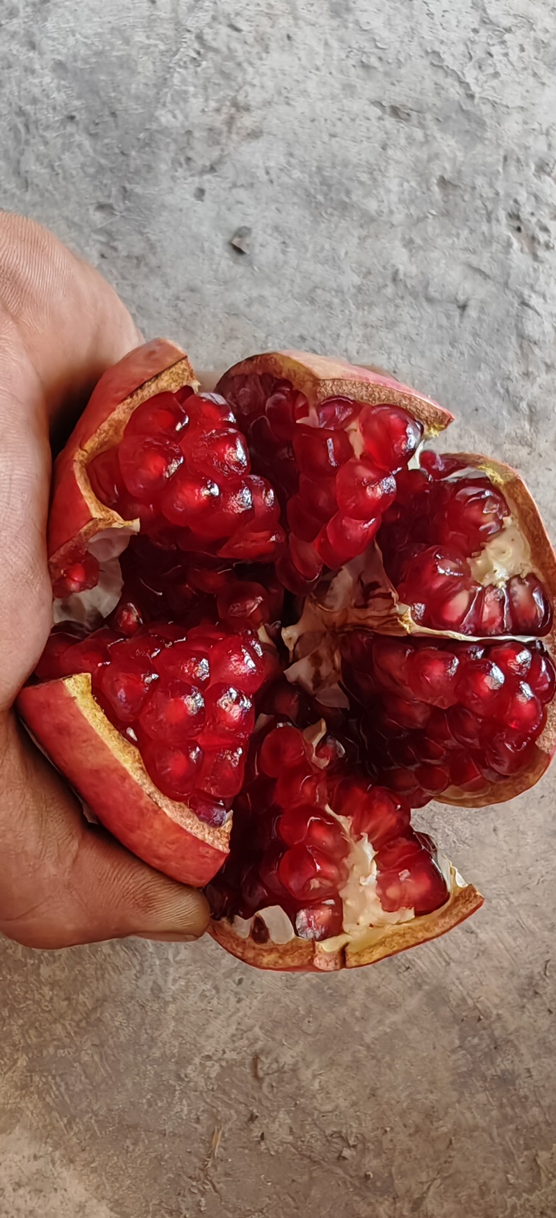 突尼斯软子石榴