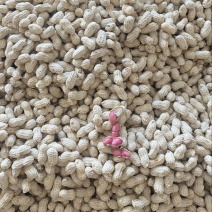 四川金堂新鲜花生红米花生两粒红新鲜花生水洗红米机洗花生