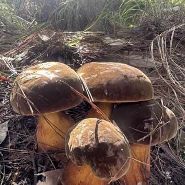 牛肝菌
