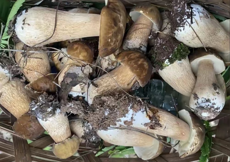 牛肝菌