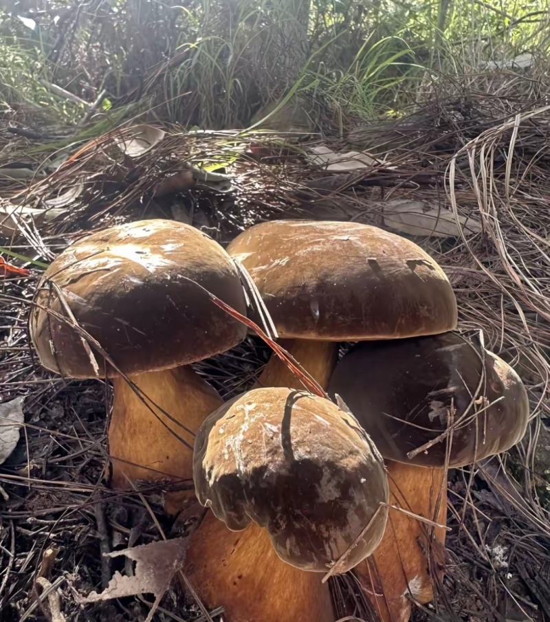牛肝菌