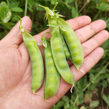 蓉香食荚豌荷兰豆种子无硬荚无鼓籽鲜嫩清香无硬荚无鼓籽蔬菜