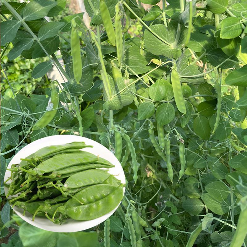 蓉香食荚豌荷兰豆种子无硬荚无鼓籽鲜嫩清香无硬荚无鼓籽蔬菜