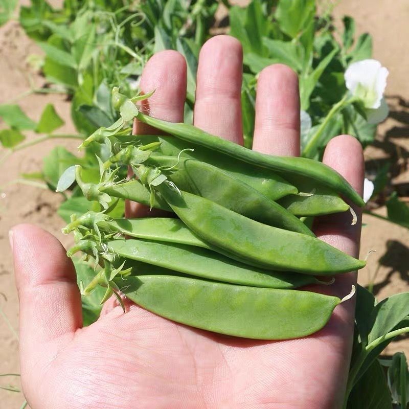 蓉香食荚豌荷兰豆种子无硬荚无鼓籽鲜嫩清香无硬荚无鼓籽蔬菜