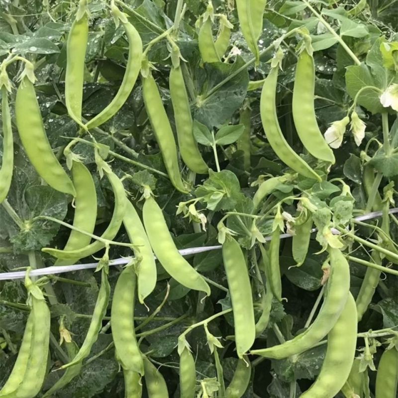 蓉香食荚豌荷兰豆种子无硬荚无鼓籽鲜嫩清香无硬荚无鼓籽蔬菜