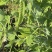 蓉香食荚豌荷兰豆种子无硬荚无鼓籽鲜嫩清香无硬荚无鼓籽蔬菜