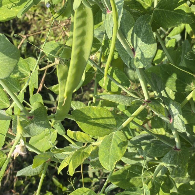 蓉香食荚豌荷兰豆种子无硬荚无鼓籽鲜嫩清香无硬荚无鼓籽蔬菜