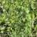 蓉香食荚豌荷兰豆种子无硬荚无鼓籽鲜嫩清香无硬荚无鼓籽蔬菜