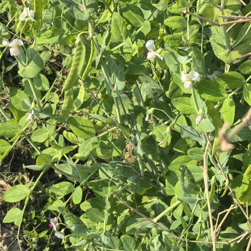 蓉香食荚豌荷兰豆种子无硬荚无鼓籽鲜嫩清香无硬荚无鼓籽蔬菜
