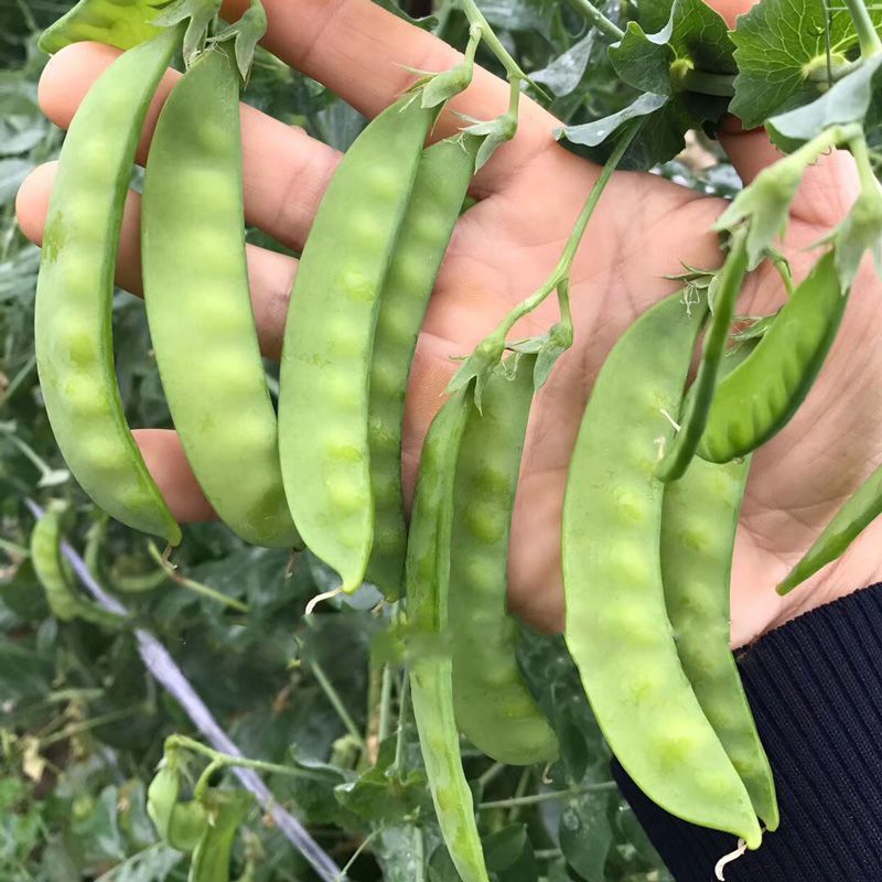 蓉香食荚豌荷兰豆种子无硬荚无鼓籽鲜嫩清香无硬荚无鼓籽蔬菜